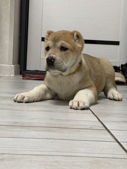 Продам щенков Алабай