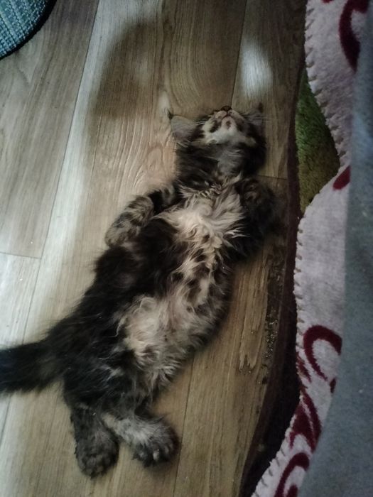 Котята Мейн куна мальчики и девочки