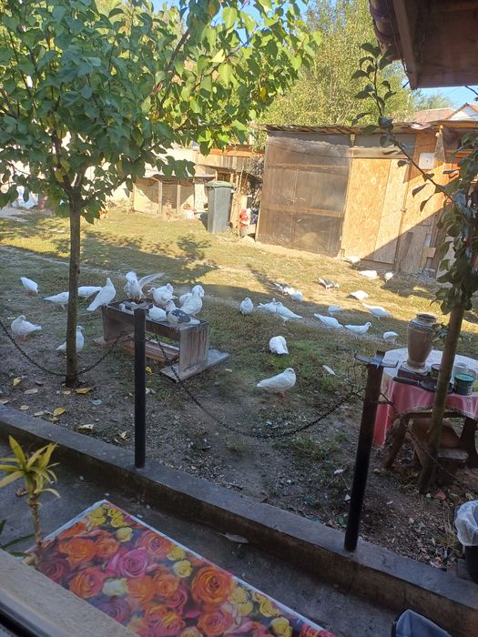 Pasari de rasa si iepuri