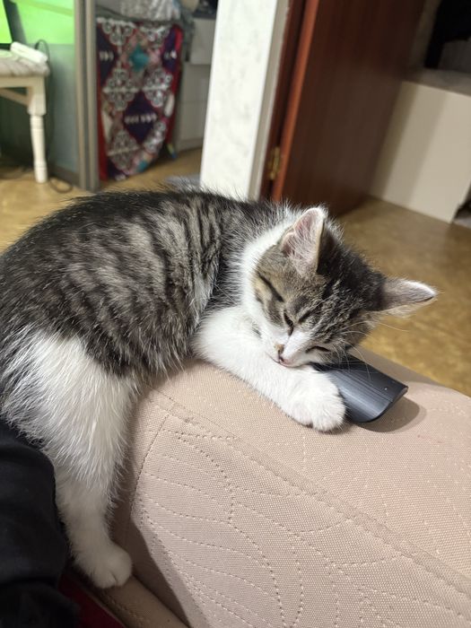 Отдам в добрые руки котёнок девочка 2,5 месяца