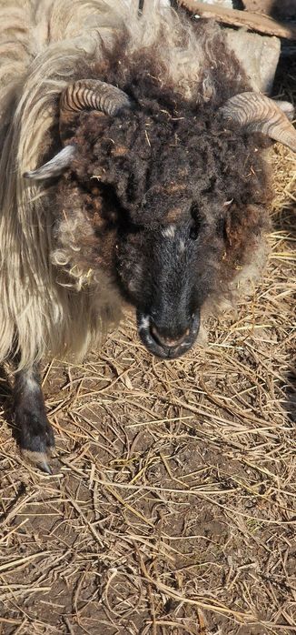 Vand mielute, tap si capre