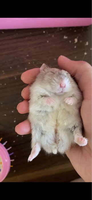 Хоми ищет добрые ручки