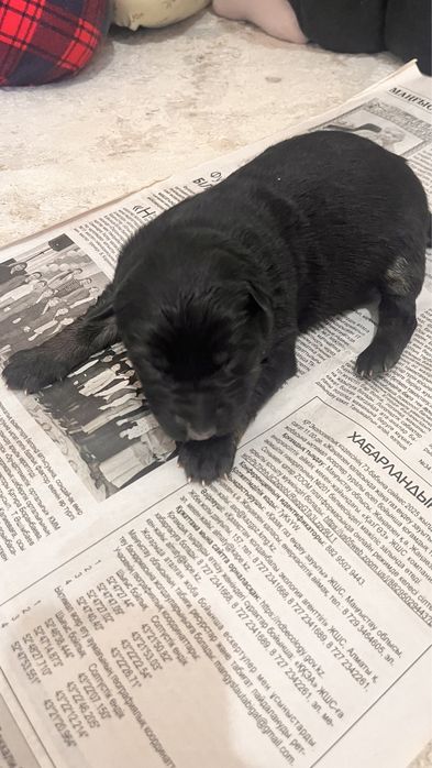 Продам щенков немецкой