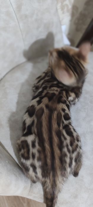 Тозза бенгал боласи сотилади.