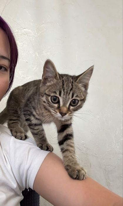 Отдам котенка бесплатно