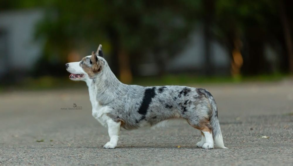 Фотосессия с собакой