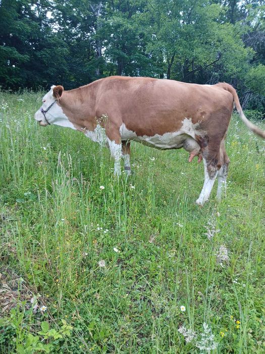 Vacă de vânzare gestantă a treia oară în 4 luni jumate,preț 9500 ușor negociabil