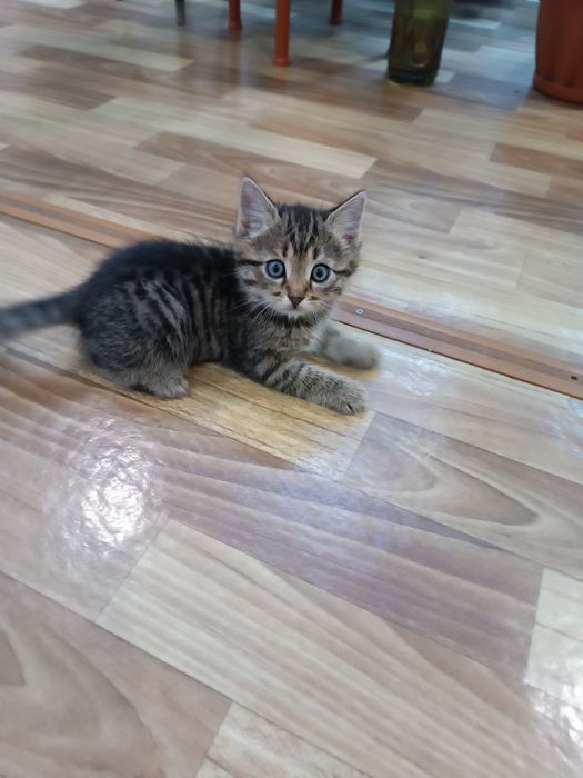Котята в добрые руки.