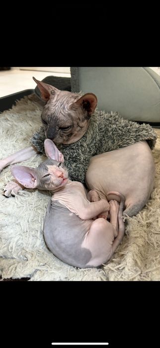 Котята мальчики донской сфинкс