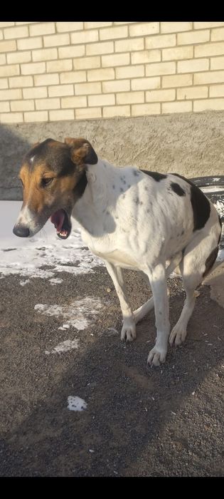 Жүйрік тазы сатамын