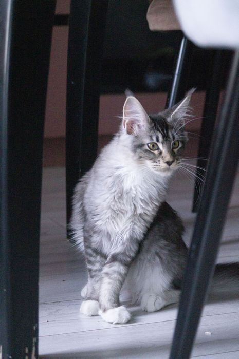 Мейн кун, котята 4 месяца