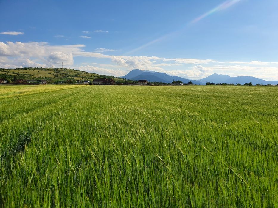 Orzoaica de primavara 1,6 lei