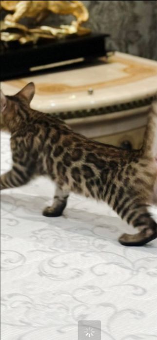 Чистокровные котята Бенгалы