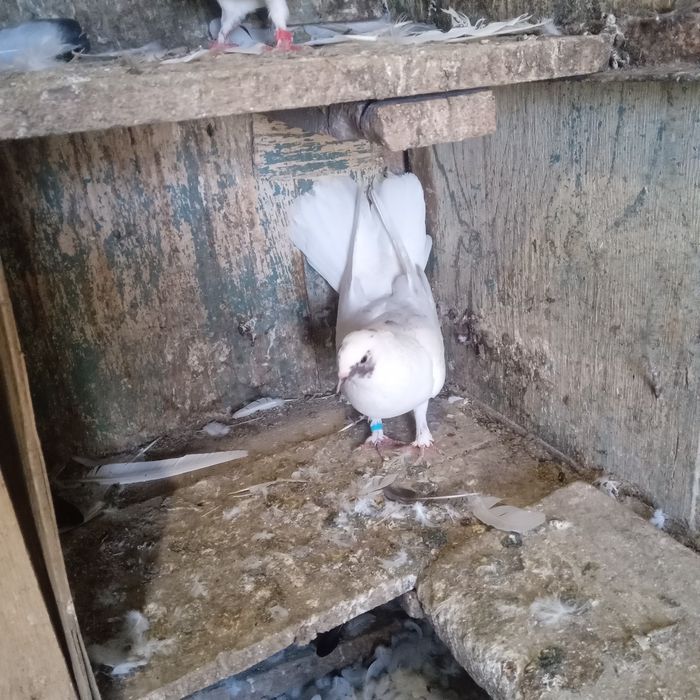 Продам домашних голубей.