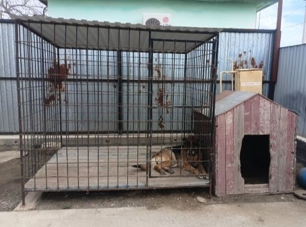 Вольер для собаки