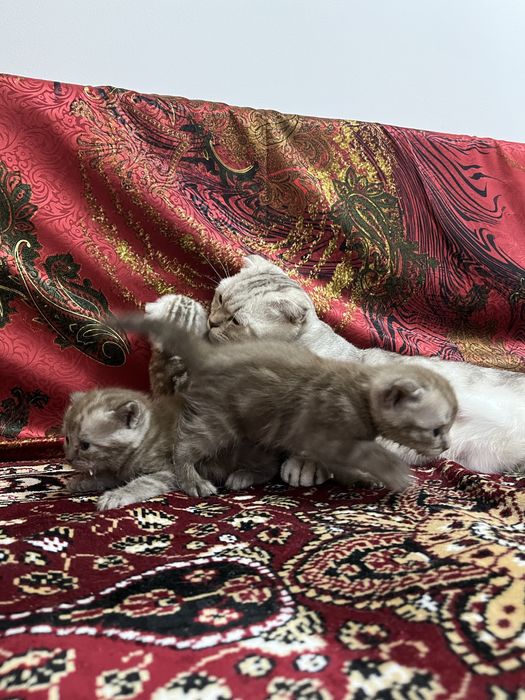 ПРОДАЕМ КОТЯТ породистых