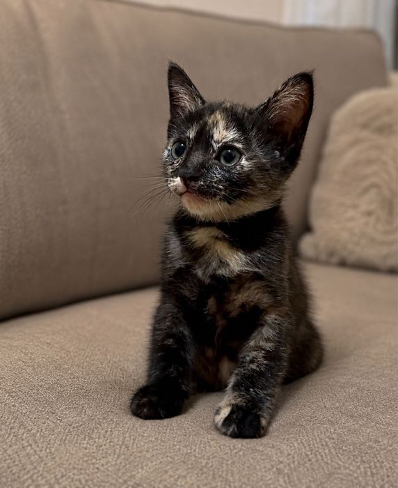 Котята 2 месяца.