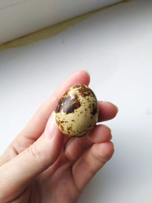 Перепелный яйцо Бодене жумырткасы