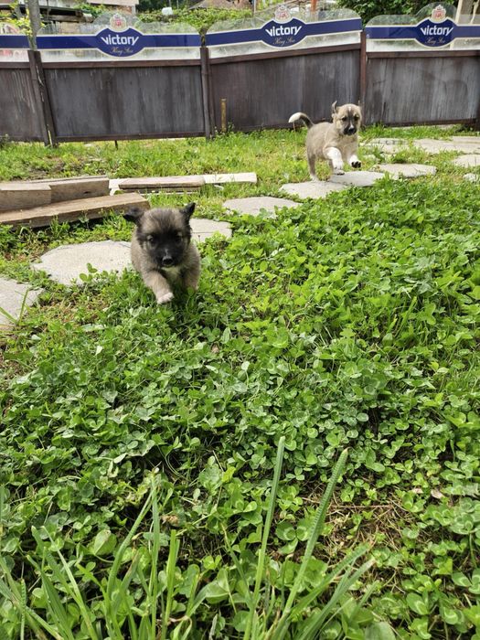 Малки кученца търсят дом