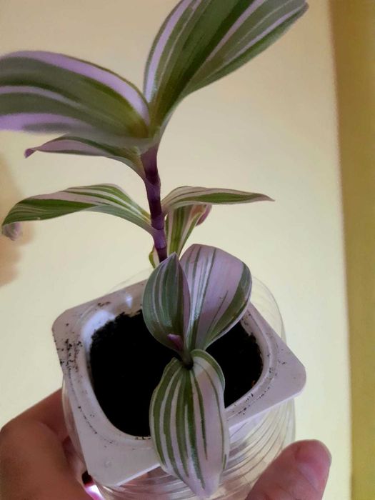 Нанук гибискус фикус