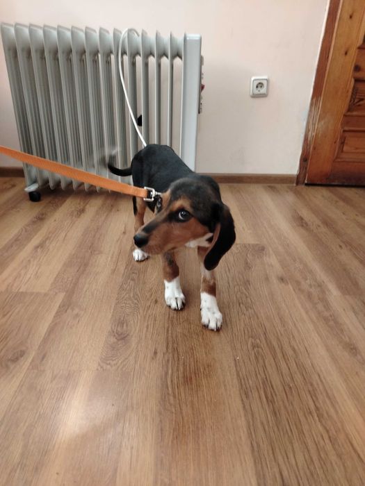 Търся новите си стопани