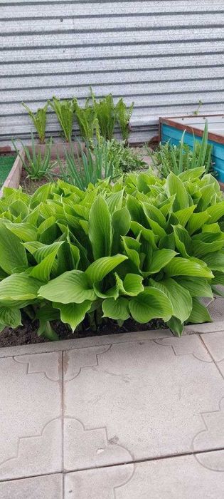 Продам цветы хосты