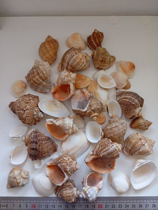 Melci și scoici naturale pentru acvariu sau pentru decor