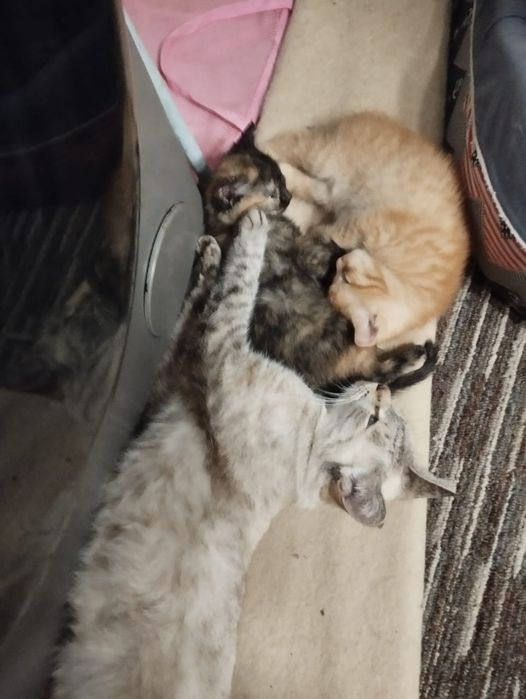 Отдам двух чудесных котят