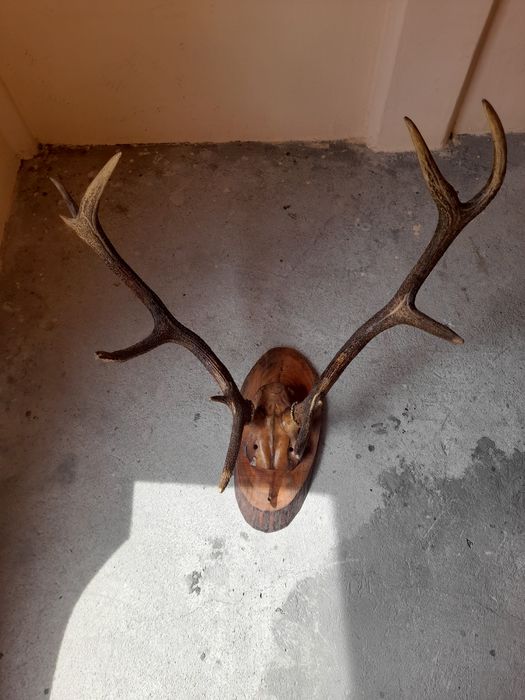 Еленски рога с част от главата