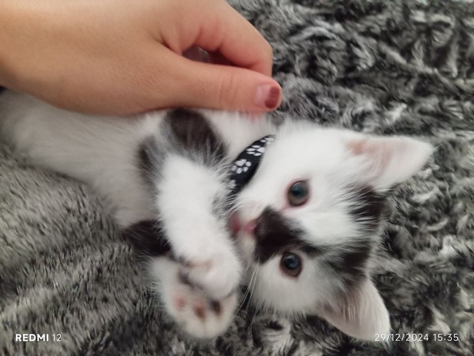 Skotsh Fold 1,5oylik