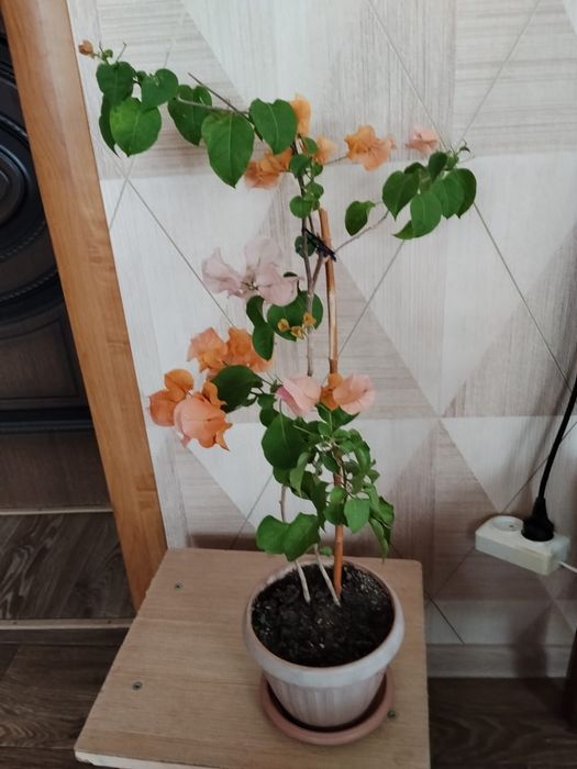 Комнатные цветы продам