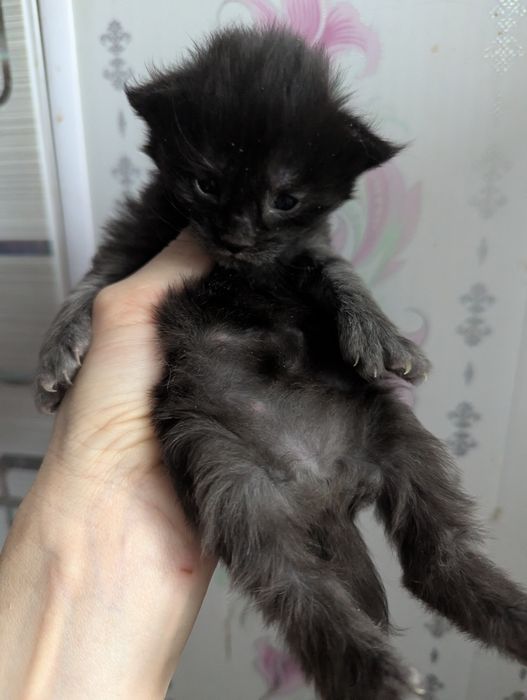 Мейн Кун Полидакт Бронь