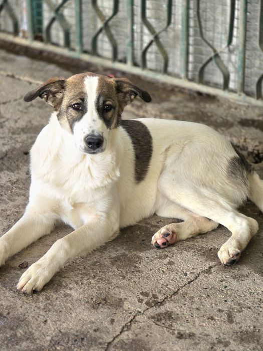 Молодой собаке нужен дом и любящие хозяевв