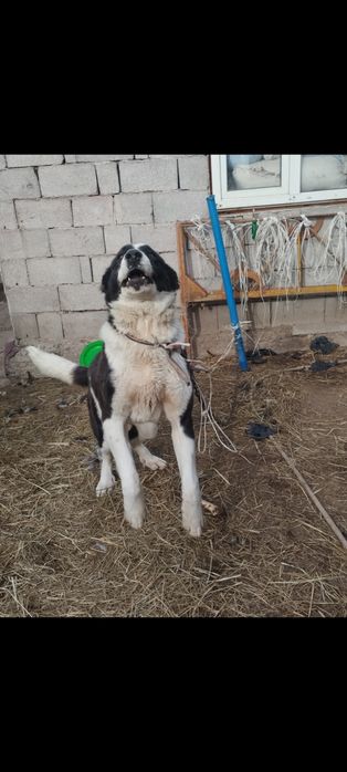Продам сучку алабай