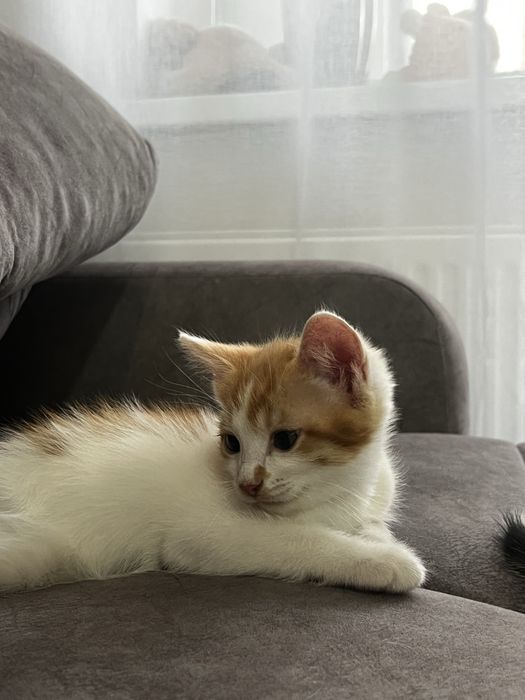 Котенок в добрые руки