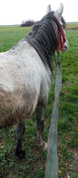 Vând poneiță de 3 pe 4 ani