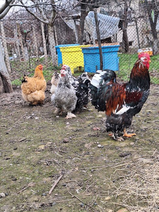 Продавам оплодени яйца от кохин стандарт