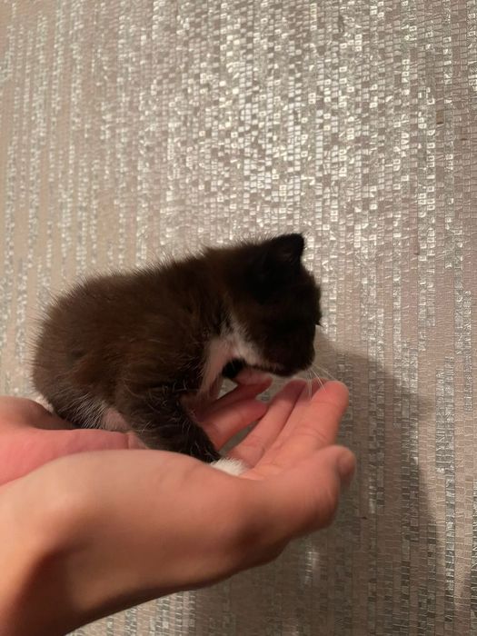 Отдам даром котенка