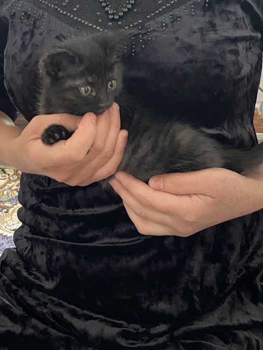 котята даром| бесплатно