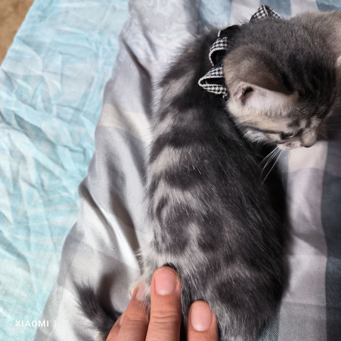 Котенок голубой бенгал