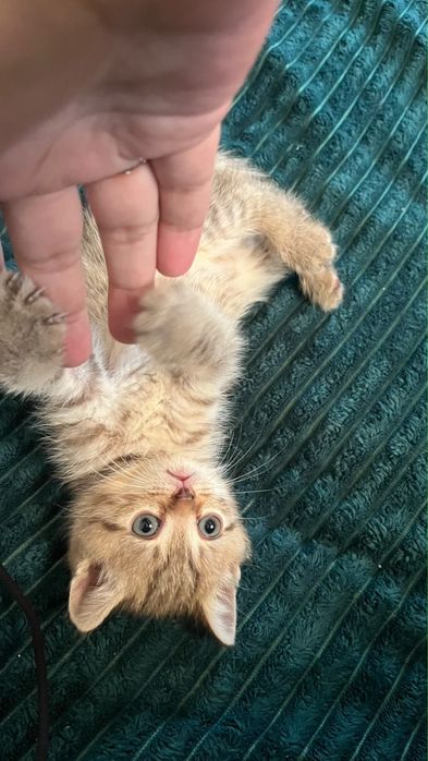Котята британцы девочки