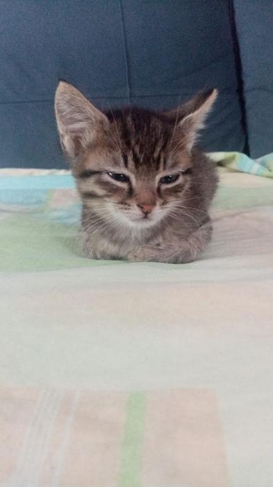 Отдам даром котят