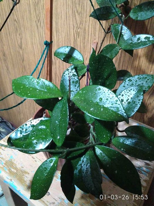 Красивый вьющейся цветок Хойя, в простонародье - Восковой плющ