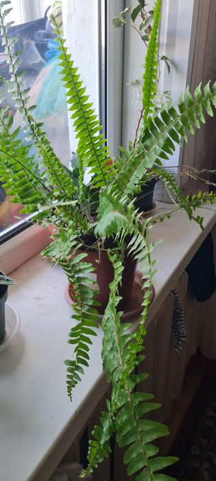 Продам папоротники