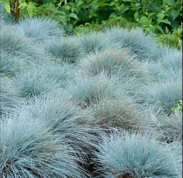 Iarbă Albastră Ornamentală (Festuca Glauca) - Plantă Perenă Grădină sau ghiveci