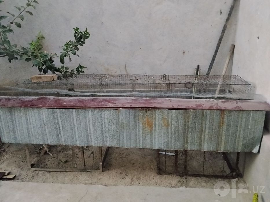 Quyonlar qafasi bilan birga sotiladi Zotdor quyonlar