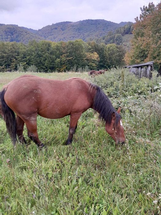 VÂND 2 MÂNZI frumosi