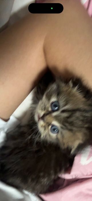 Чистопородный шотландский вислоухий котёнок, мальчик 2 месяца…………..