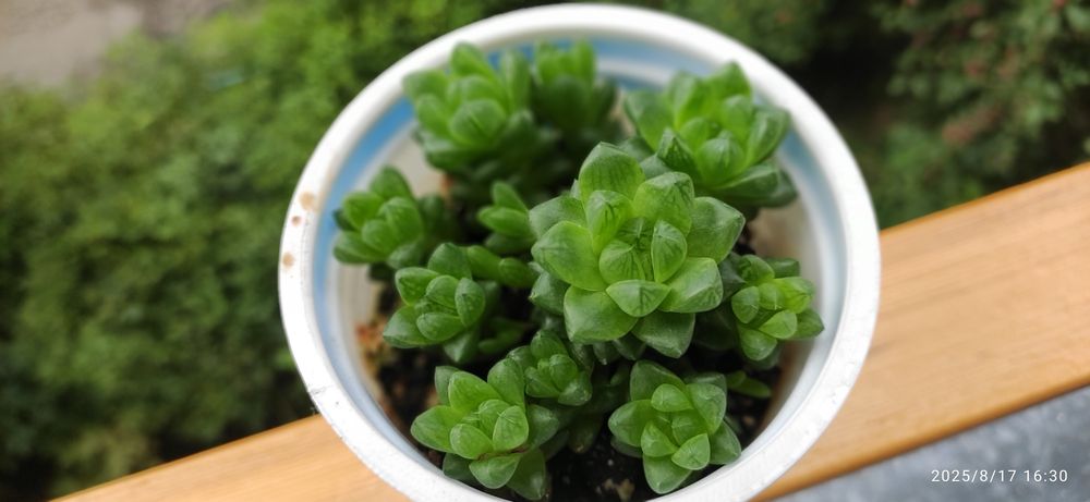 Продам суккуленты(укоренённые отростки)