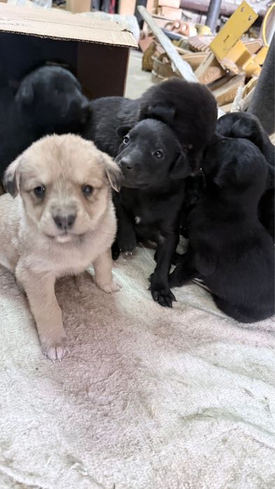 Отдам щенят в добрые руки